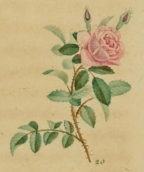 Illustration of a pink cabbage rose.